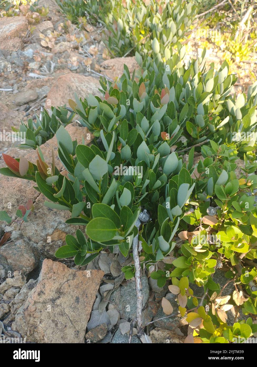 California bay (Umbellularia californica Stock Photo - Alamy