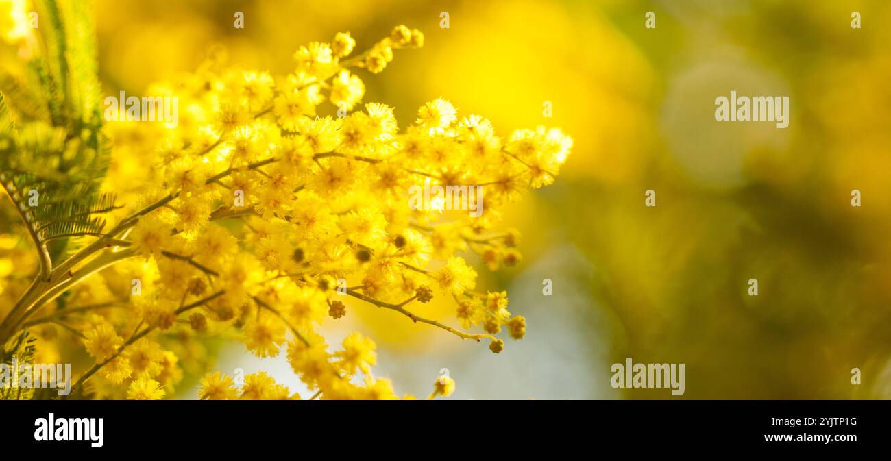 Blossom of acacia dealbata, silver wattle yellow flower banner ...