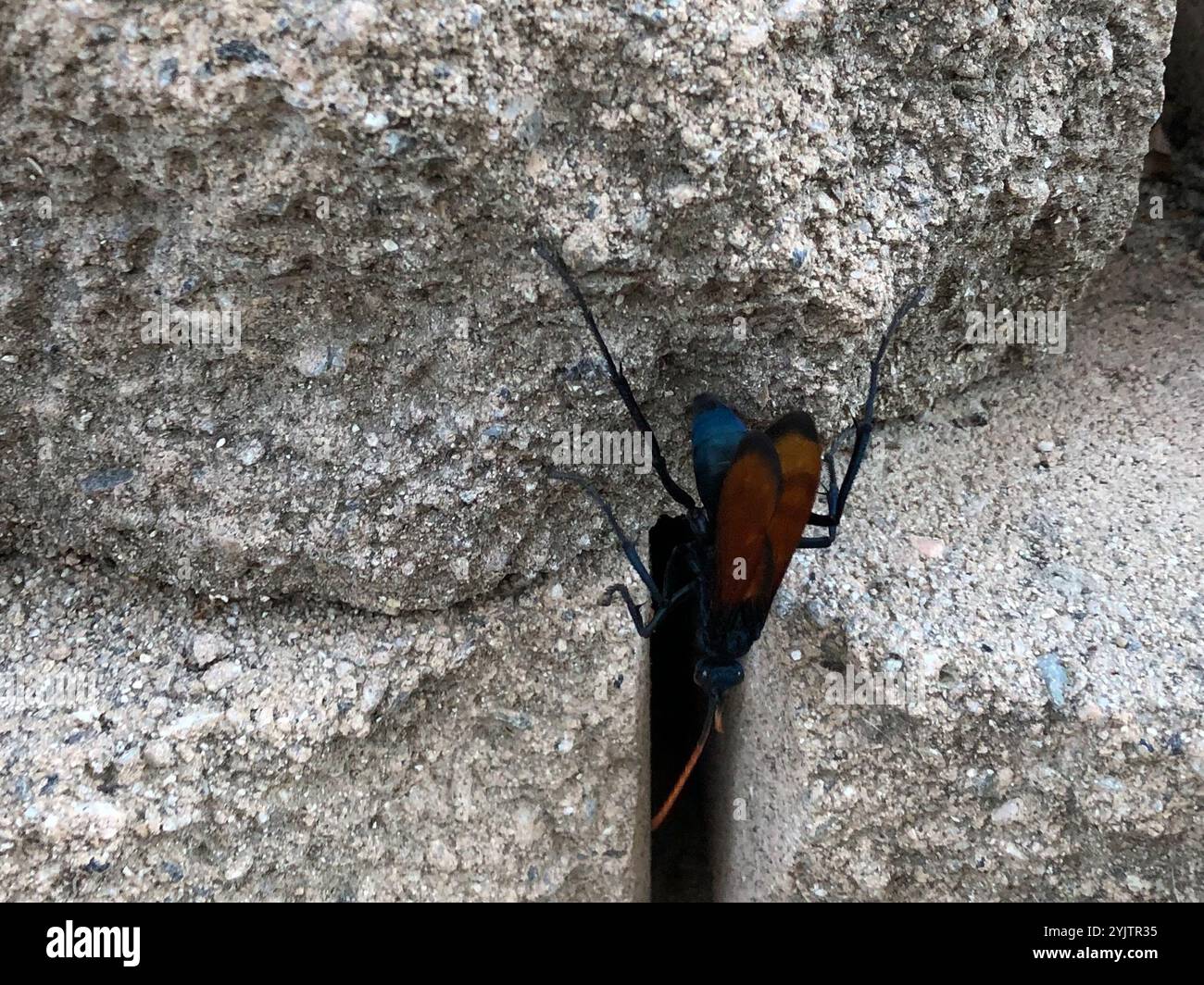 Milde's Tarantula-hawk Wasp (Pepsis mildei Stock Photo - Alamy