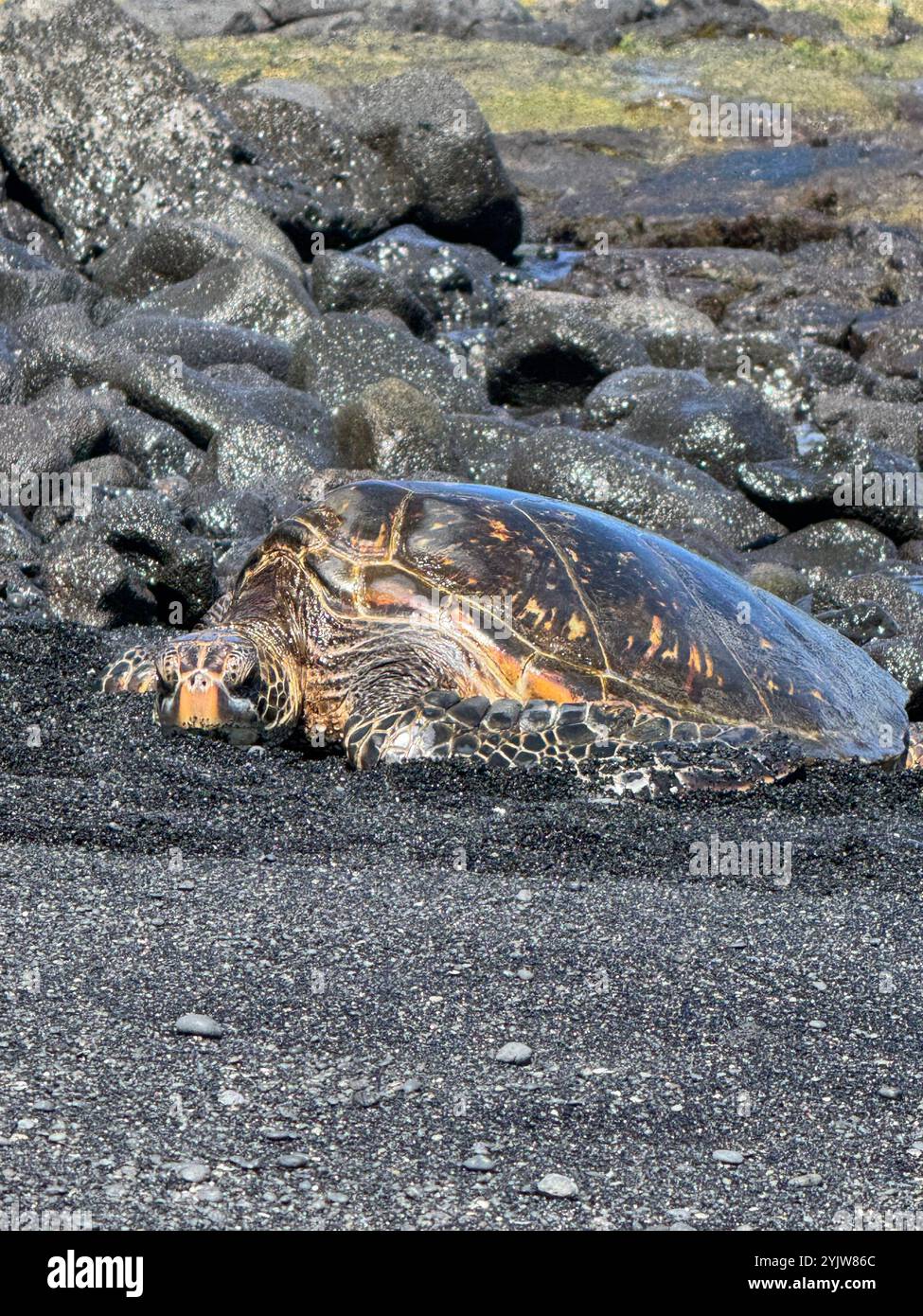 Sea turtle black sand beach Big island Hawaii Stock Photo - Alamy