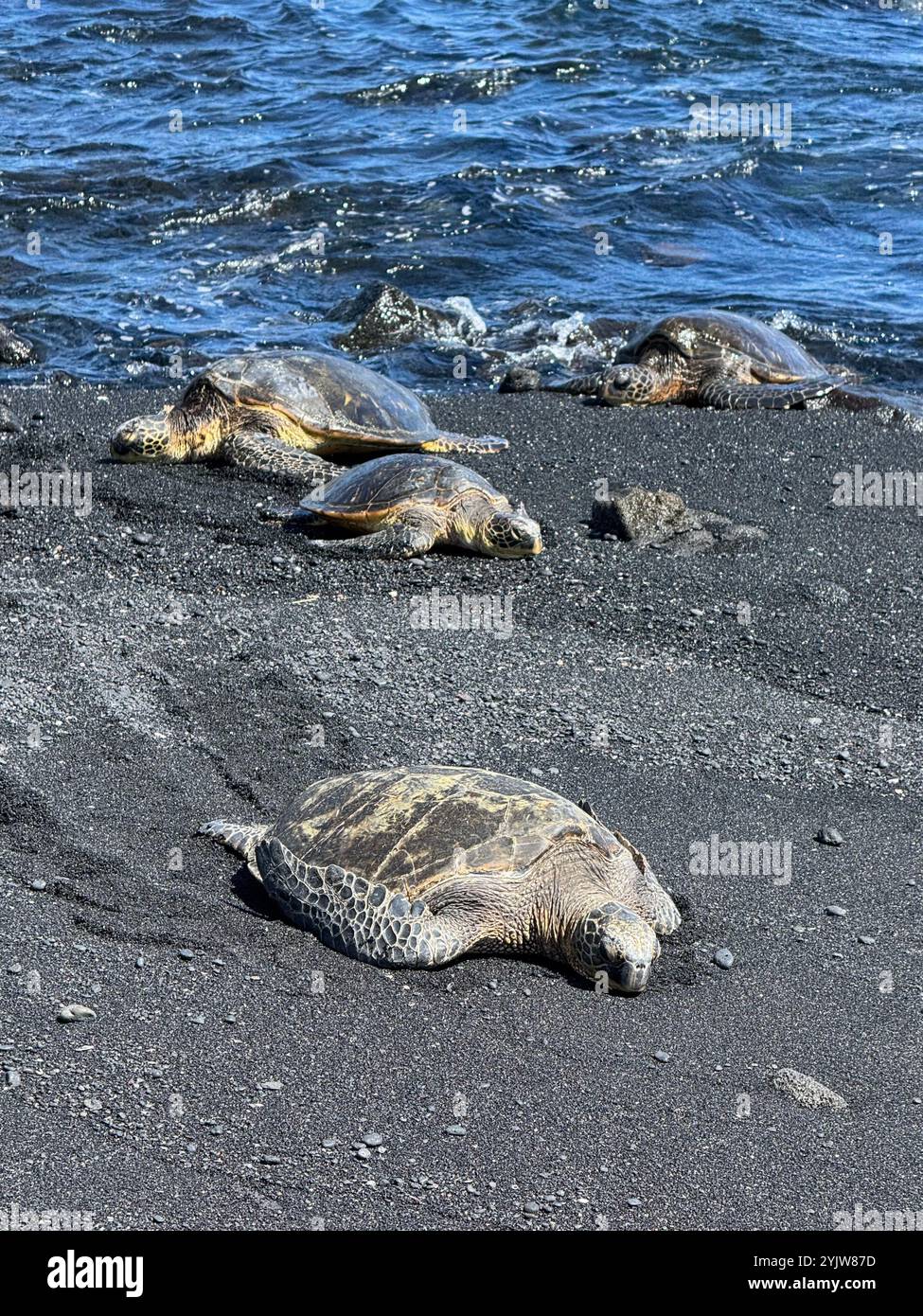 Sea turtles at Black sand beach Big Island Hawaii - Smartphone Captured Stock Image