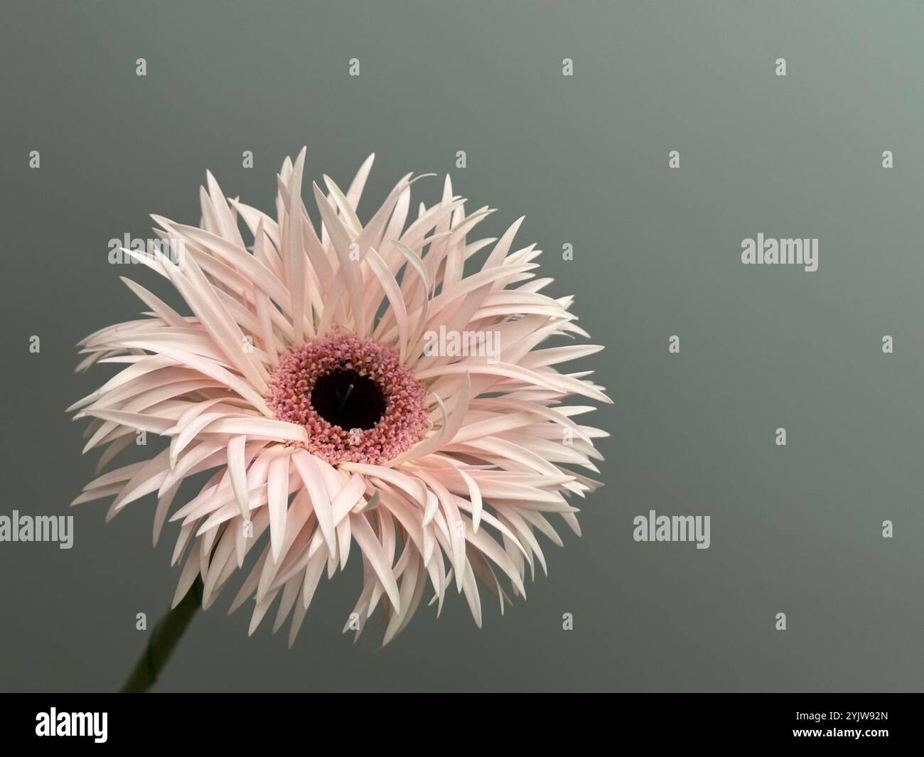 Fresh pink terry gerbera flower on the grey background - Smartphone Captured Stock Image