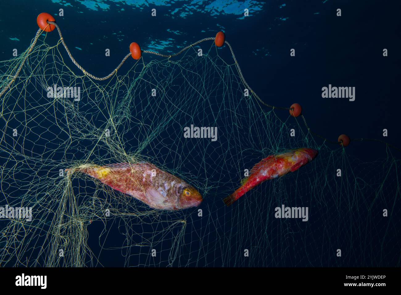 Porgy hi-res stock photography and images - Alamy