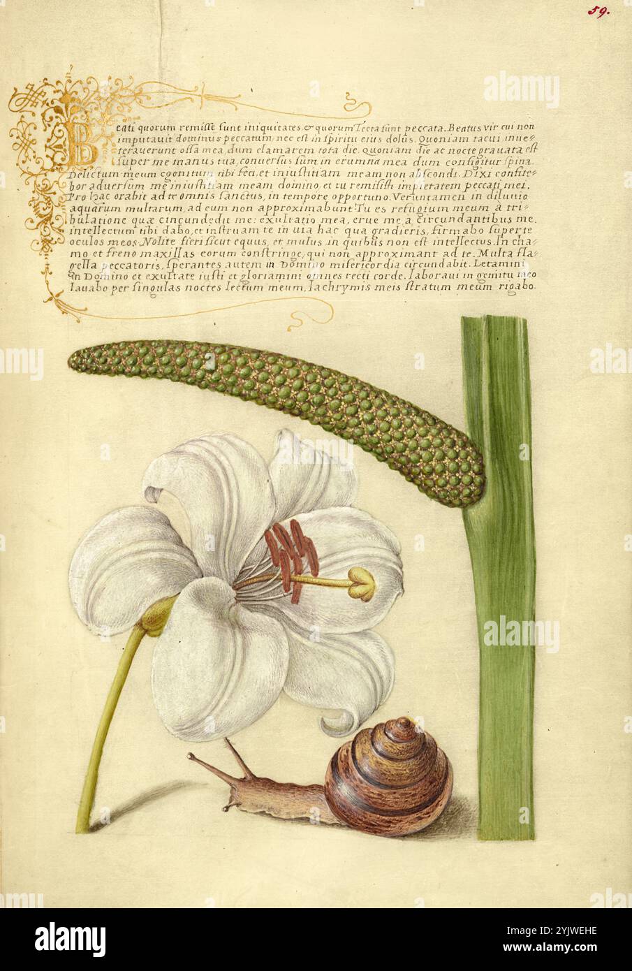 Lily Rudolph Madonna Lily, Terrestrial Mollusk, and Sweet Flag; Mira calligraphiae ...