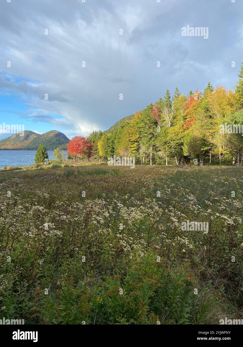 Scenic Afternoon Walk - Smartphone Captured Stock Image