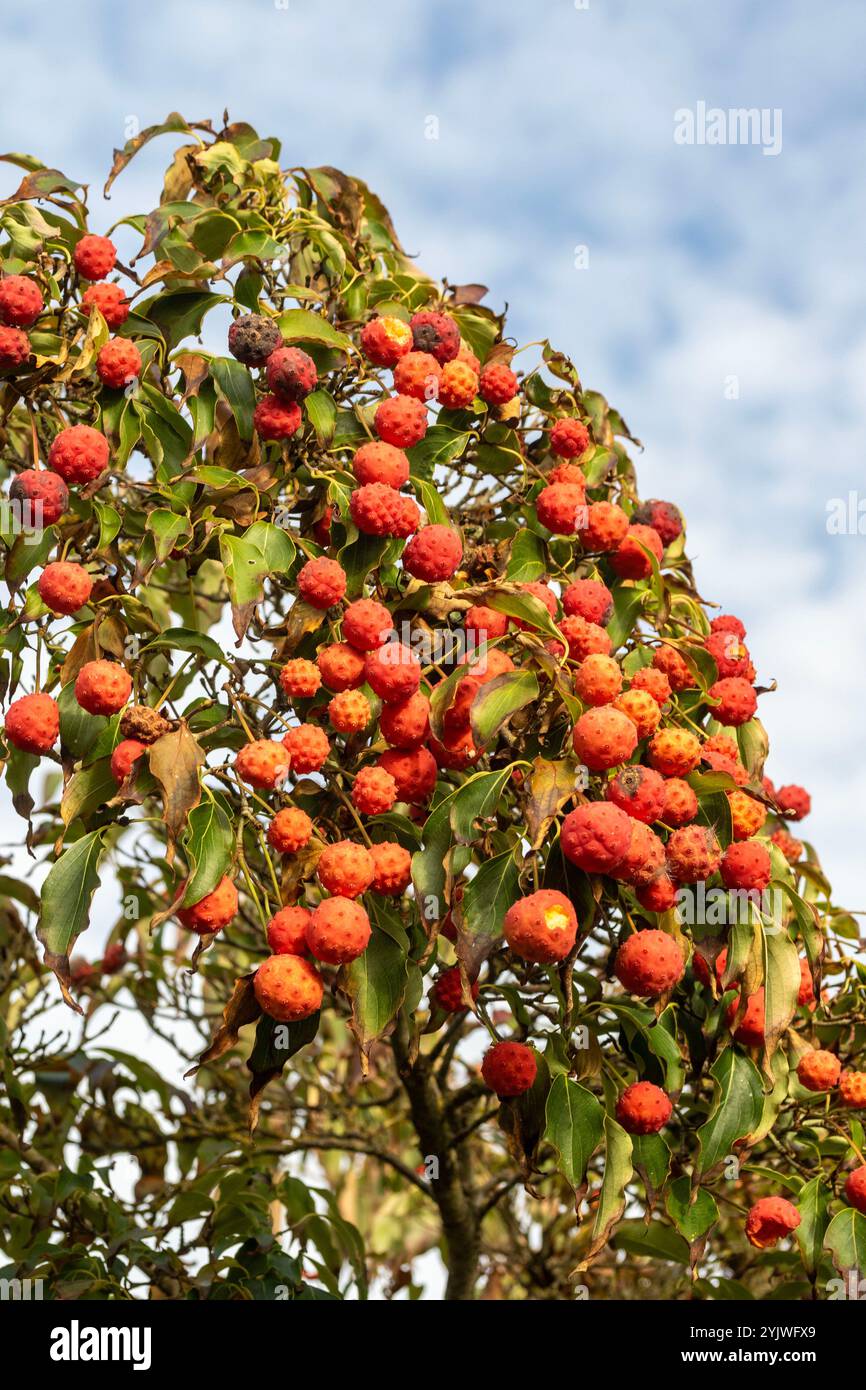 Susceptible to horse chestnut scale hi-res stock photography and images ...