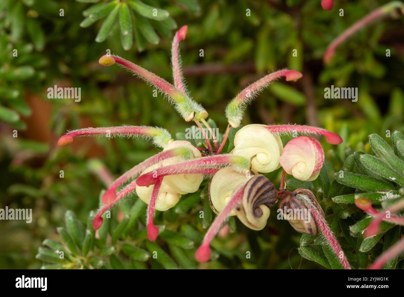 Striking and prolific Grevillea Lanigera 'Mount Tamboritha’. Natural close up flowering plant portrait. attention-getting, beautiful, blooming, blush Stock Photo