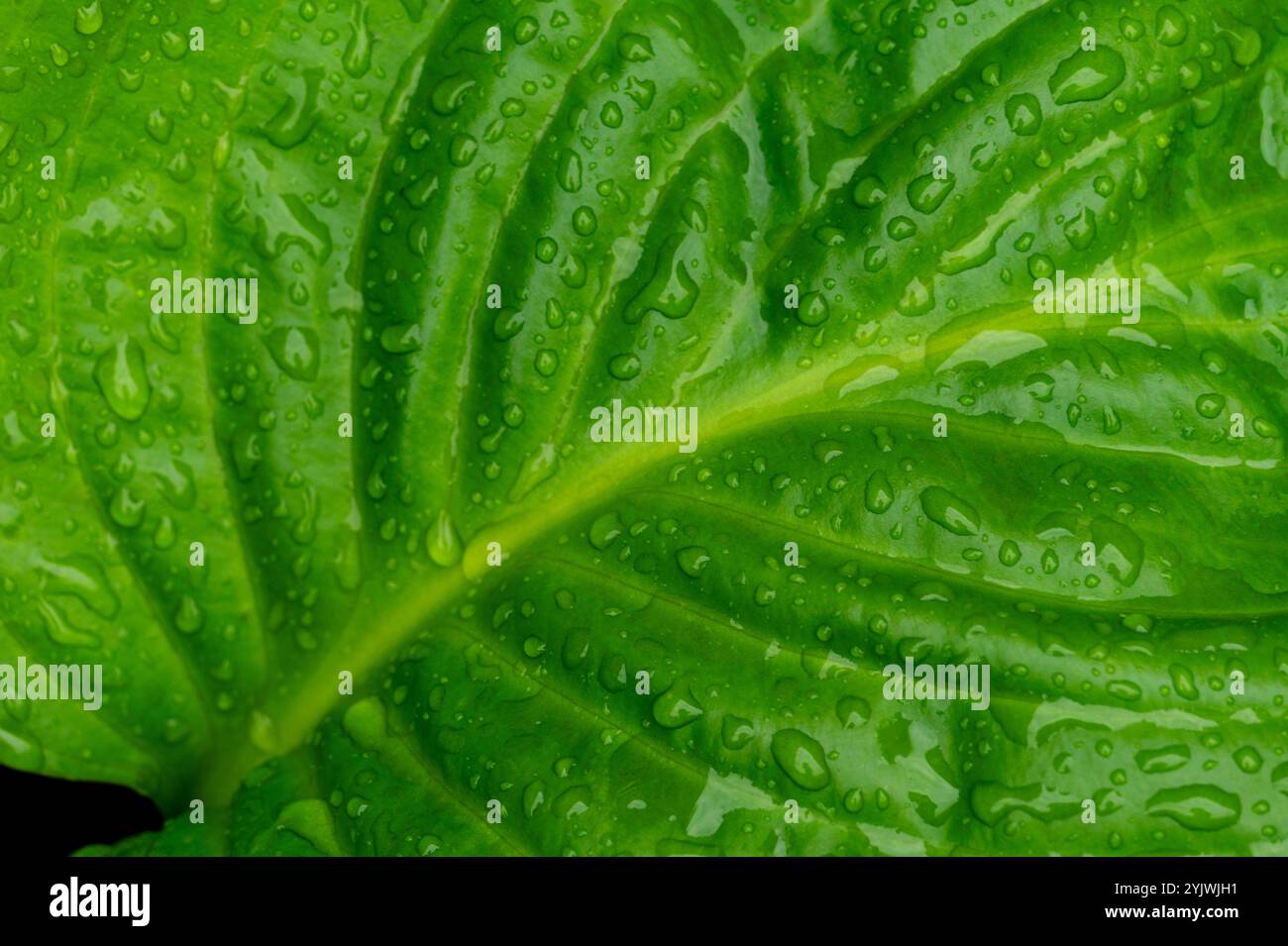 Big green leaf hi-res stock photography and images - Alamy