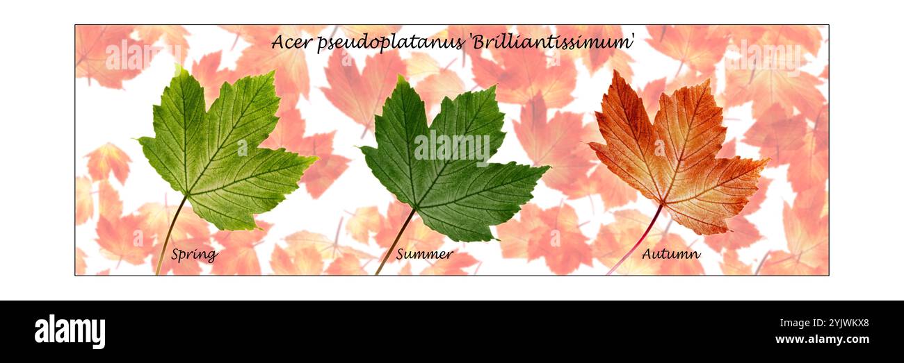 Floral fine art still life flower panorama of a collection of seasonal Acer leaves (Acer pseudoplatanus 'Brilliantissimum') in a falling leaves, textu Stock Photo