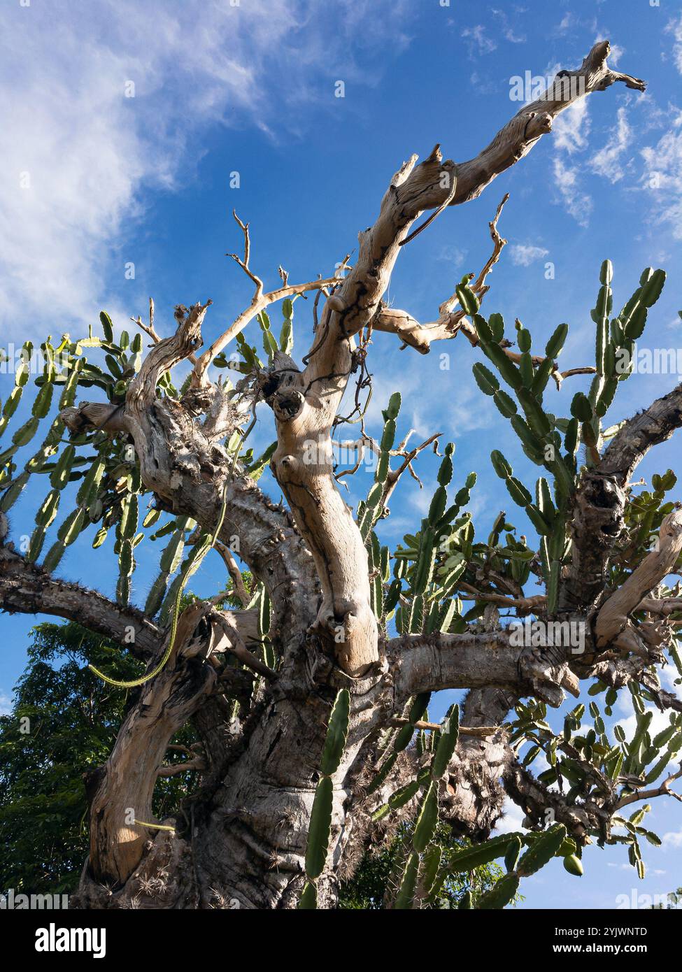 El Patriarca Cactus (2026)  Best of TikTok, Instagram & Reddit Travel Guide