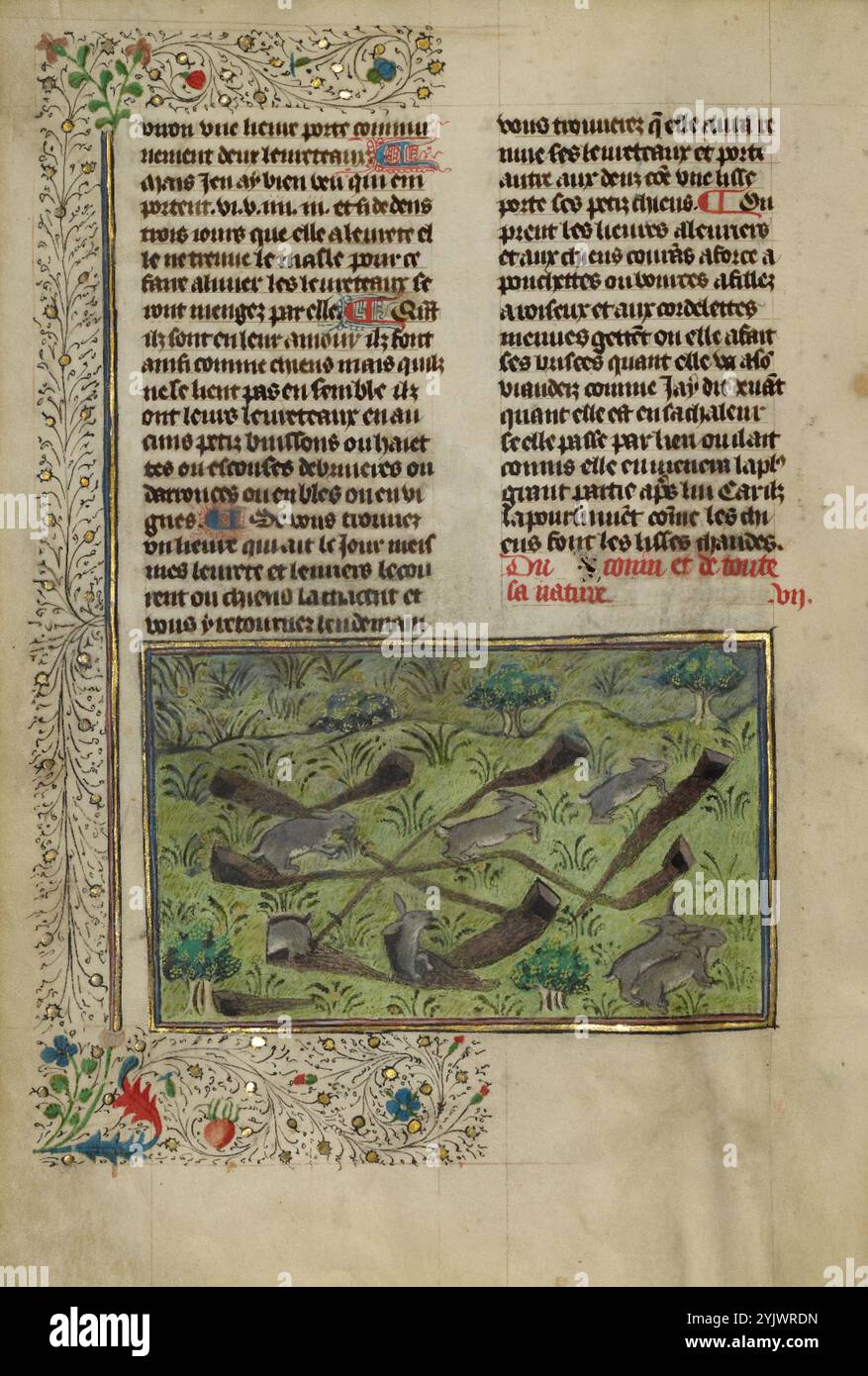 Rabbits; Livre de la Chasse, about 1430-1440. Medieval book on hunting ...
