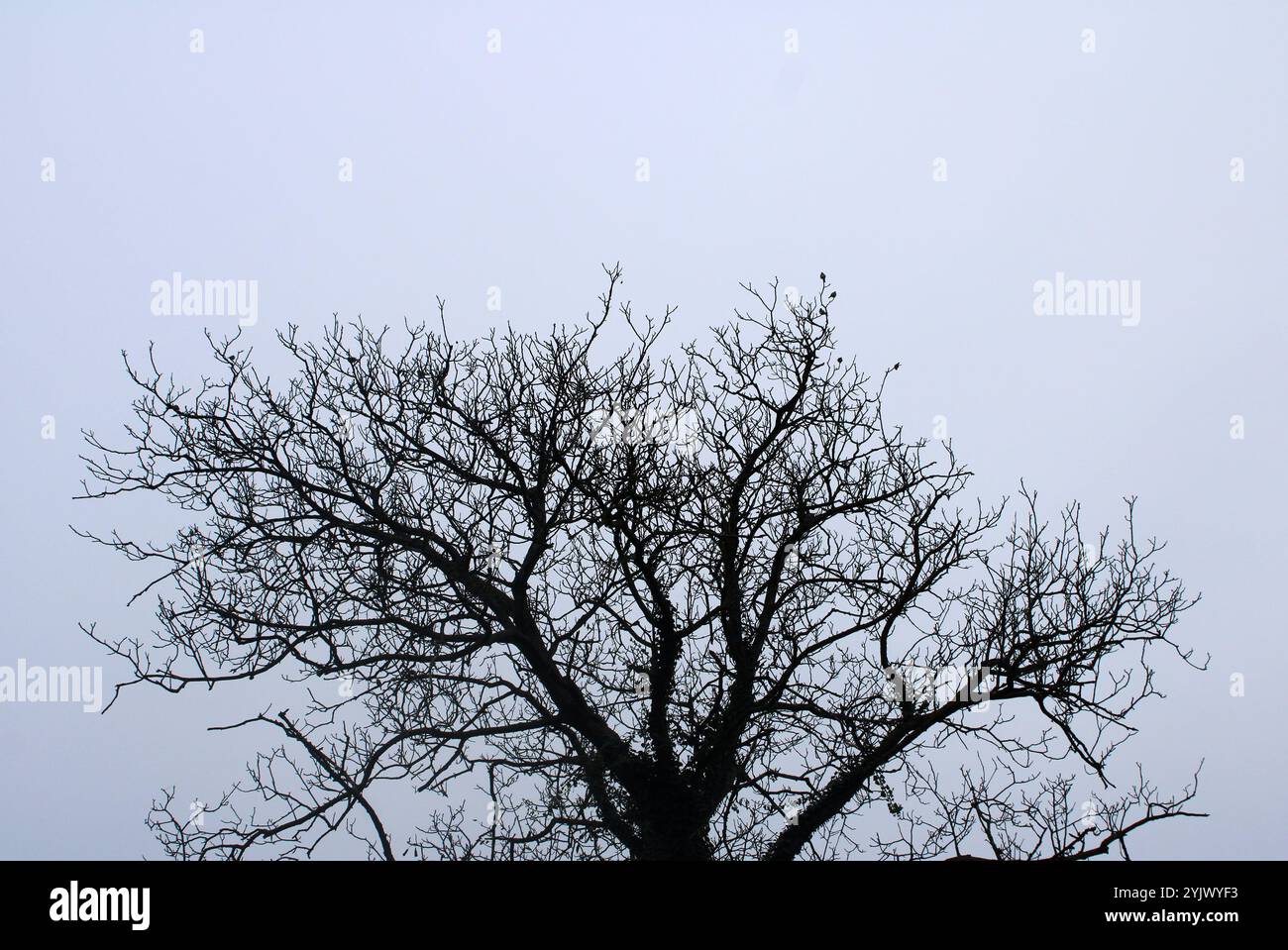 Iedison Tree Edison tree hi-res stock photography and images - Alamy