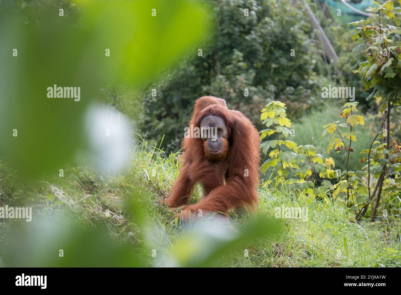 Close up of an orangutan in the forest. Stock Photo