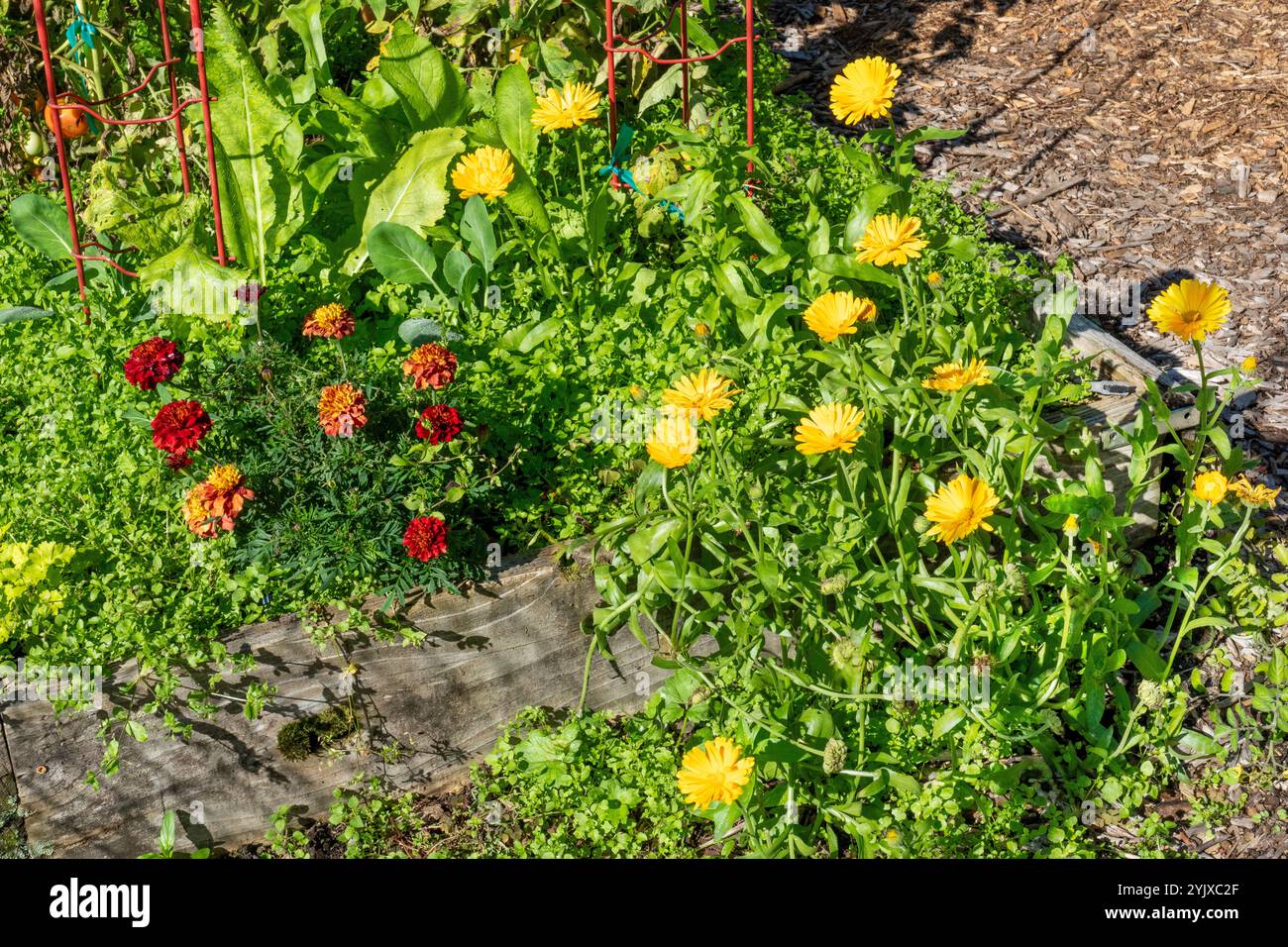 Issaquah, Washington, USA.  Common and Scicilian Marigolds Stock Photo