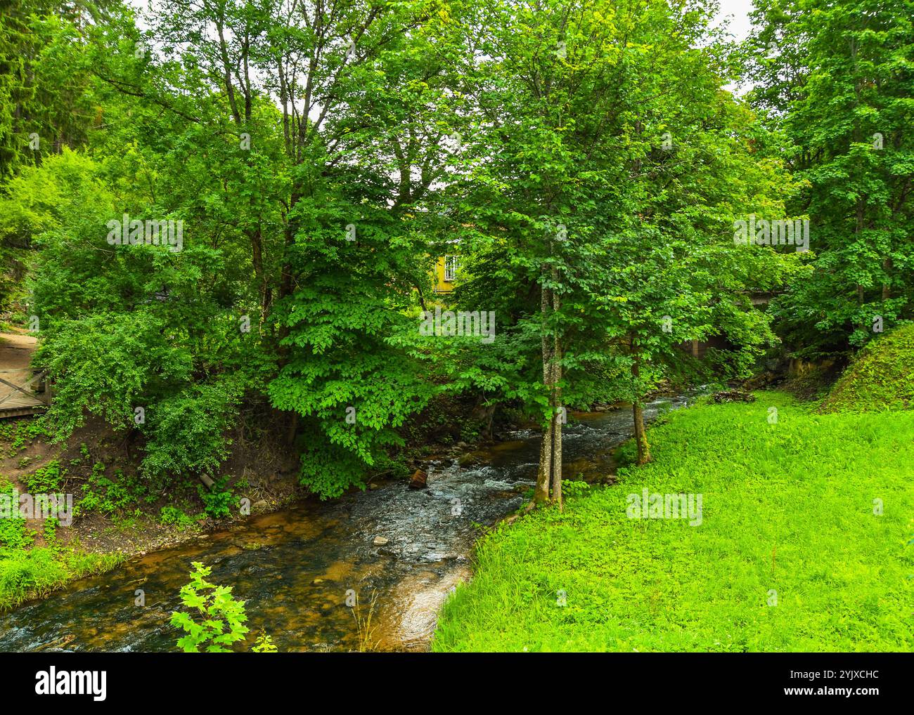 A river flows gently through a lush green forest of tall trees Stock ...