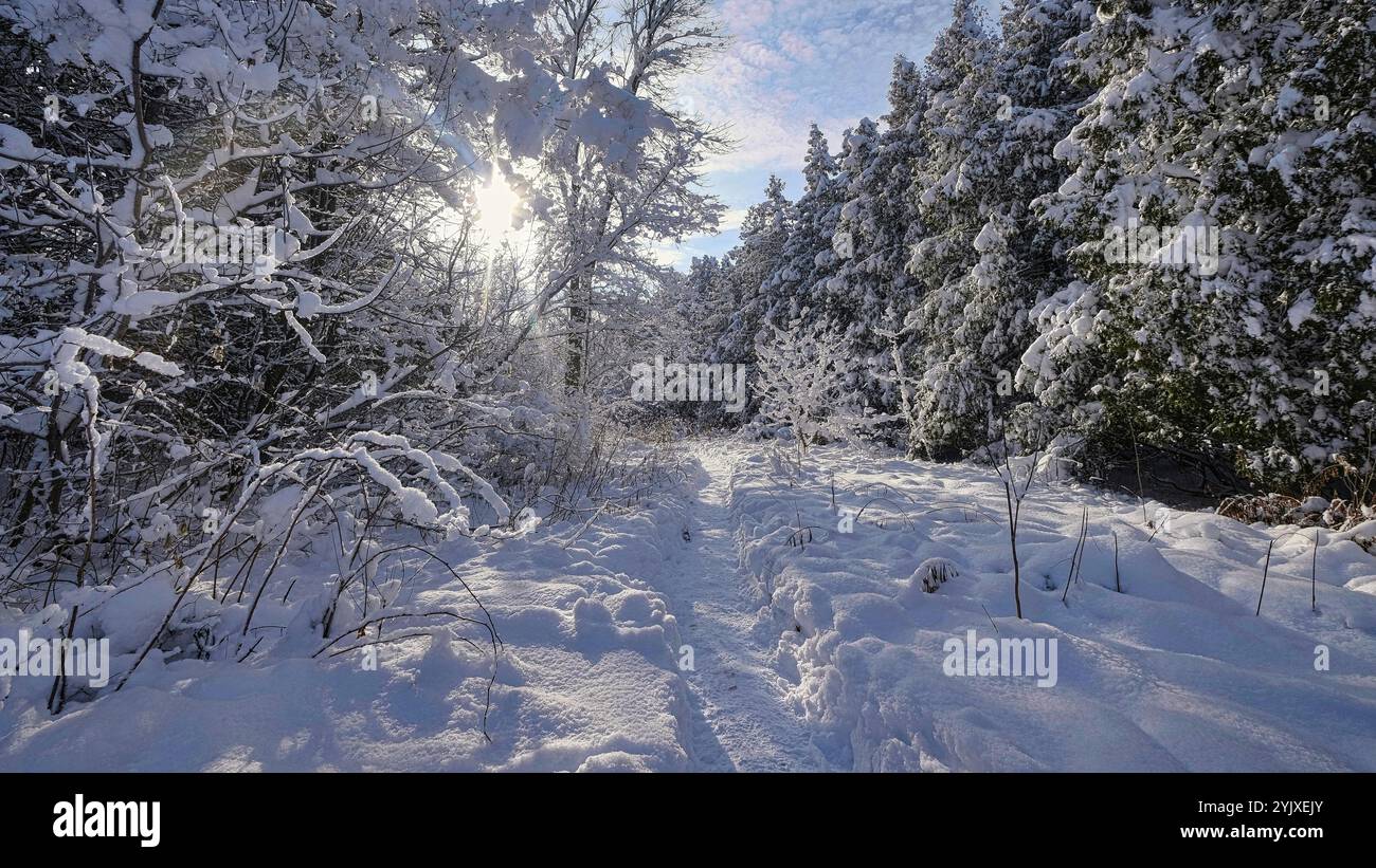 Sunlit snowy forest wallpaper - Nature wallpapers - #28979, image size:1300x821