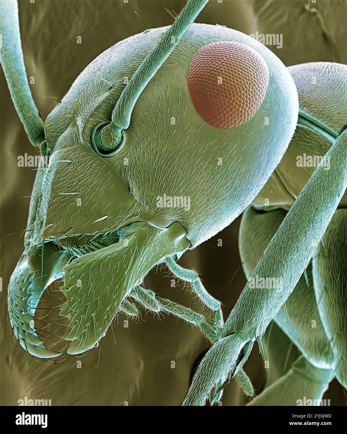 Ant head. Coloured scanning electron micrograph (SEM) of the head of a red ant (family Formicidae) showing its large compound eyes, antennae and jaws. Magnification: x40 when printed 10 centimetres wide Stock Photo