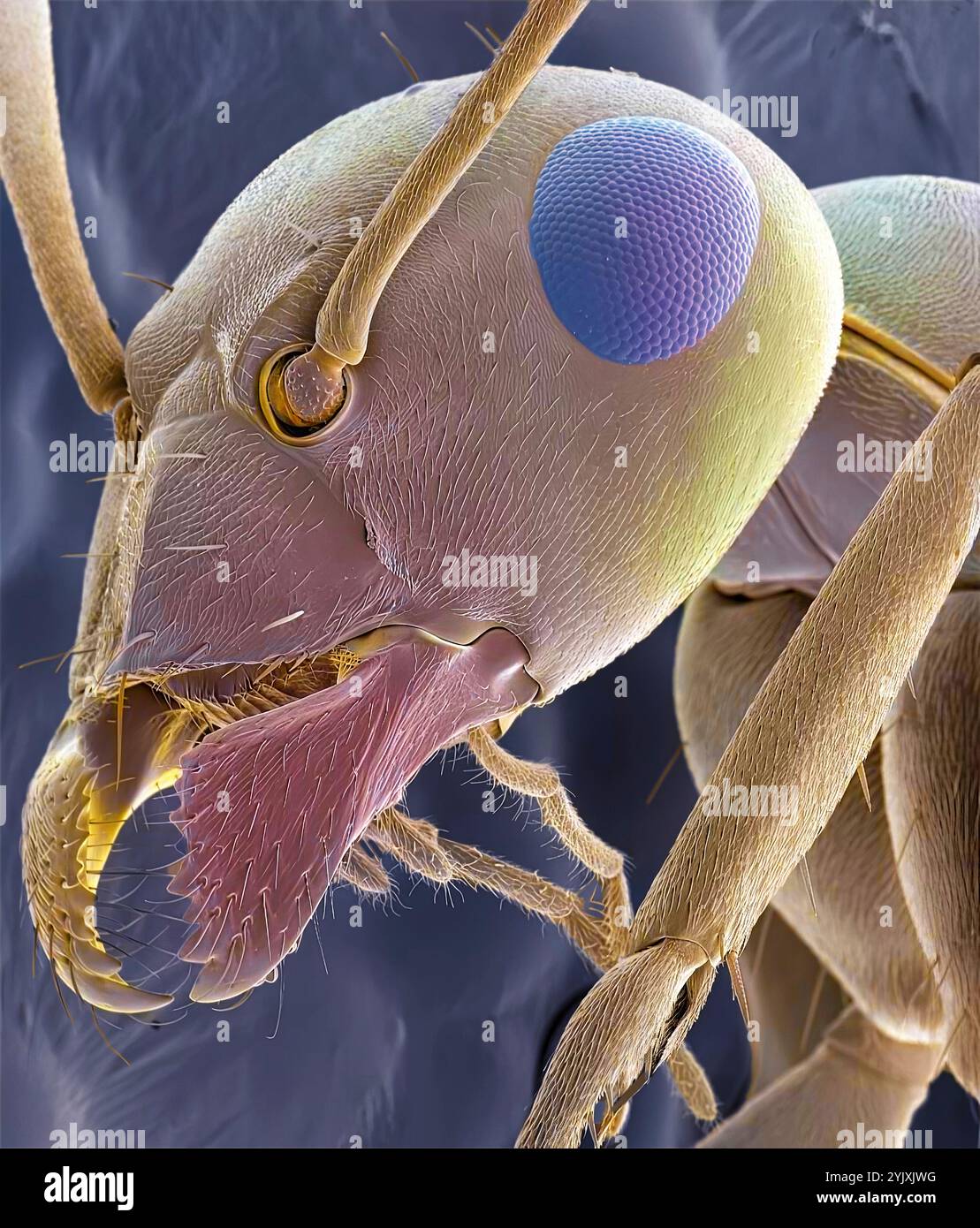 Ant head. Coloured scanning electron micrograph (SEM) of the head of a red ant (family Formicidae) showing its large compound eyes, antennae and jaws. Magnification: x40 when printed 10 centimetres wide Stock Photo