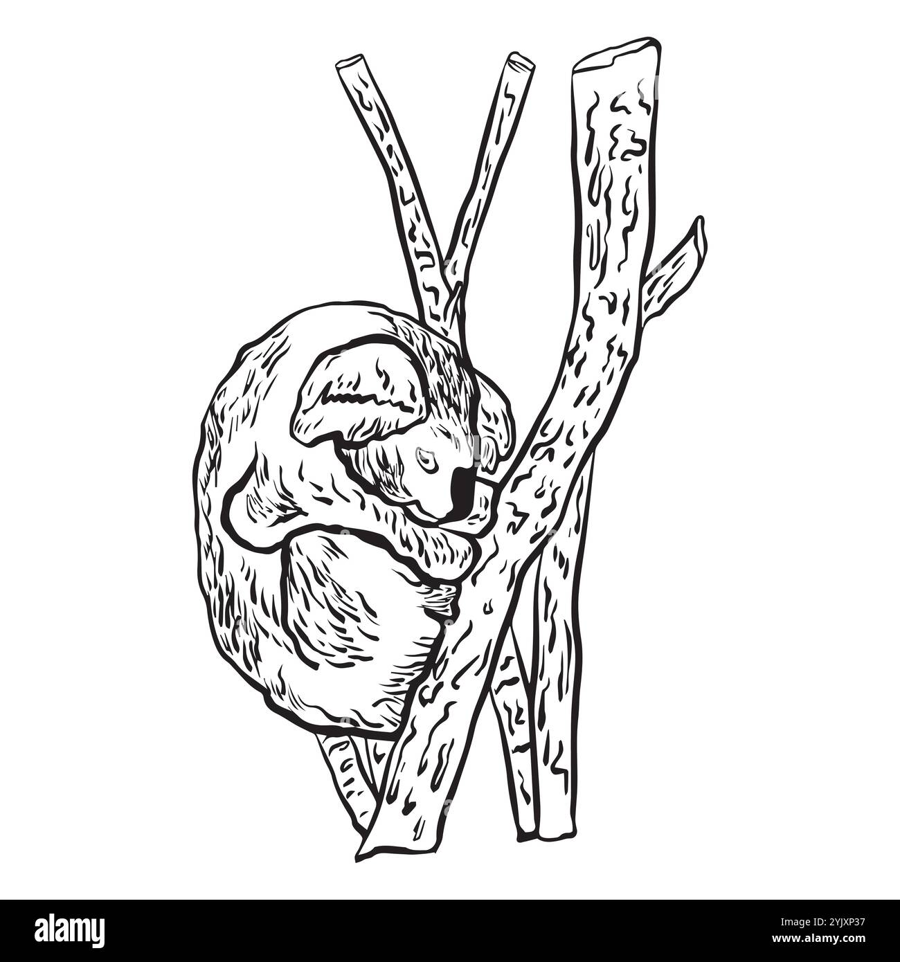 Hand drawn koala sleeping on a branch in graphic style. Vector ...