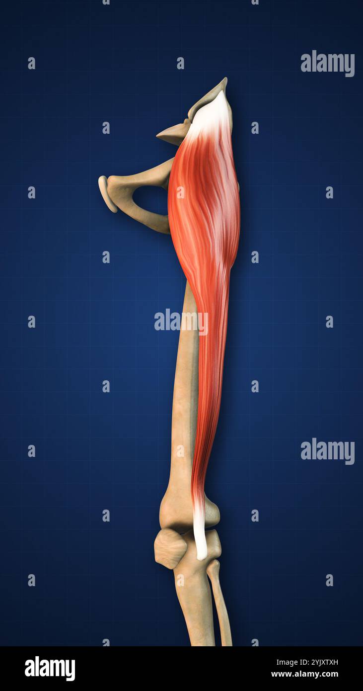 Tensor Fasciae Muscle with Lower Limb Stock Photo