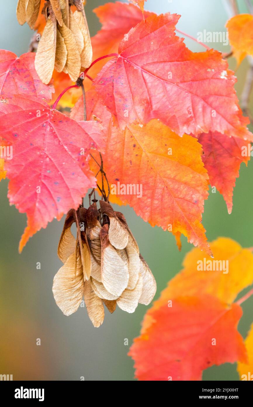 Red maple samara seed hi-res stock photography and images - Alamy