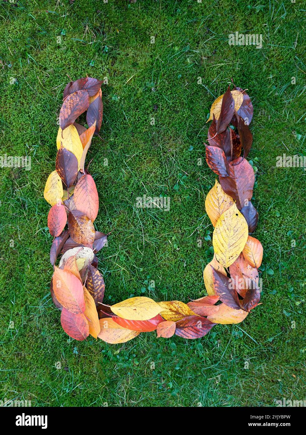 The letter U formed from colorful autumn leaves on green background ...
