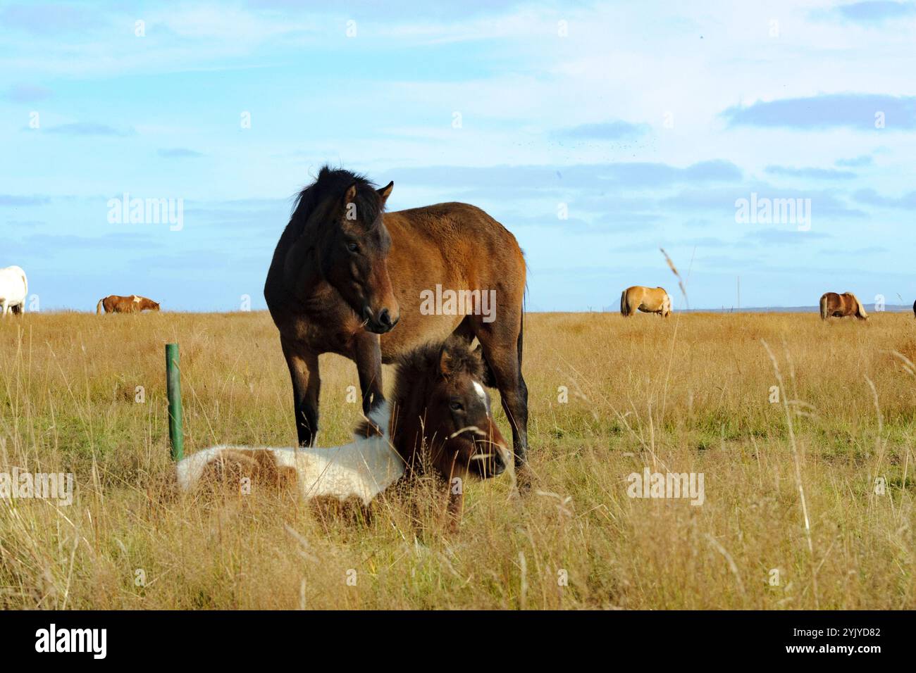 Icelandic Horses Stock Photo