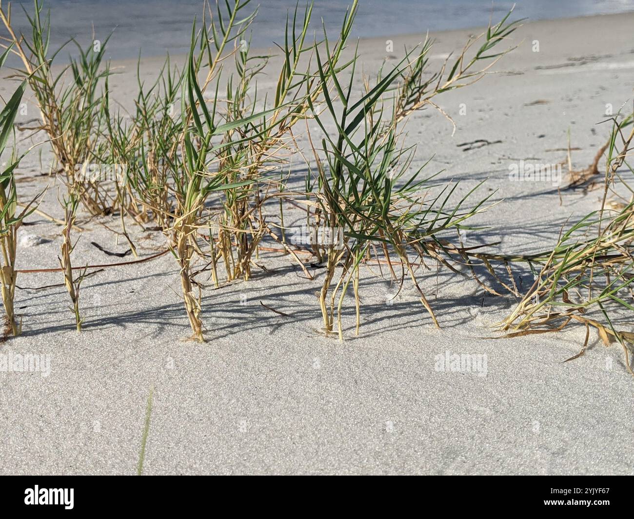 Sand Reed dropseeds, cordgrasses, and sandreeds (Sporobolus Stock Photo - Alamy
