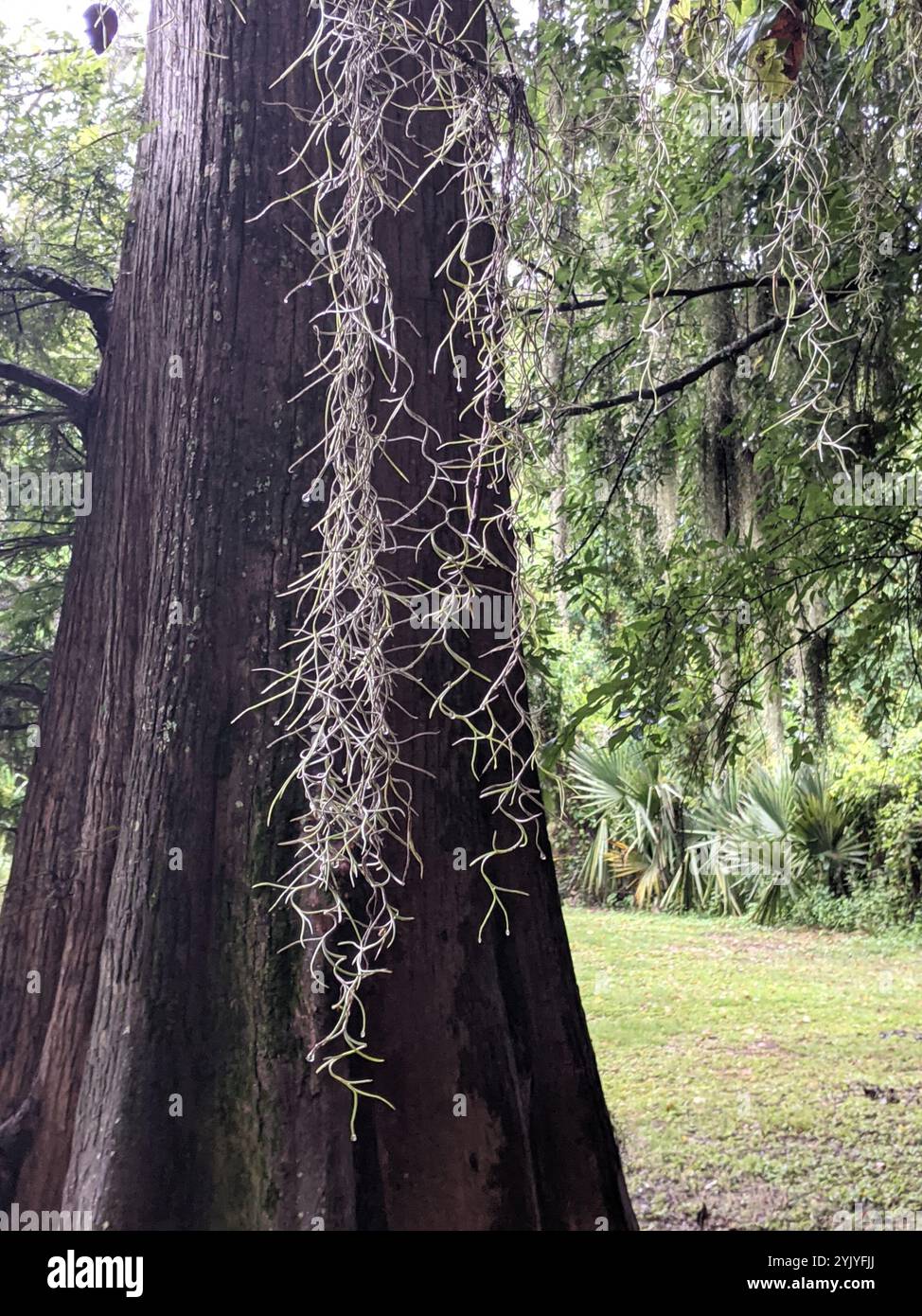 Spanish moss (Tillandsia usneoides Stock Photo - Alamy