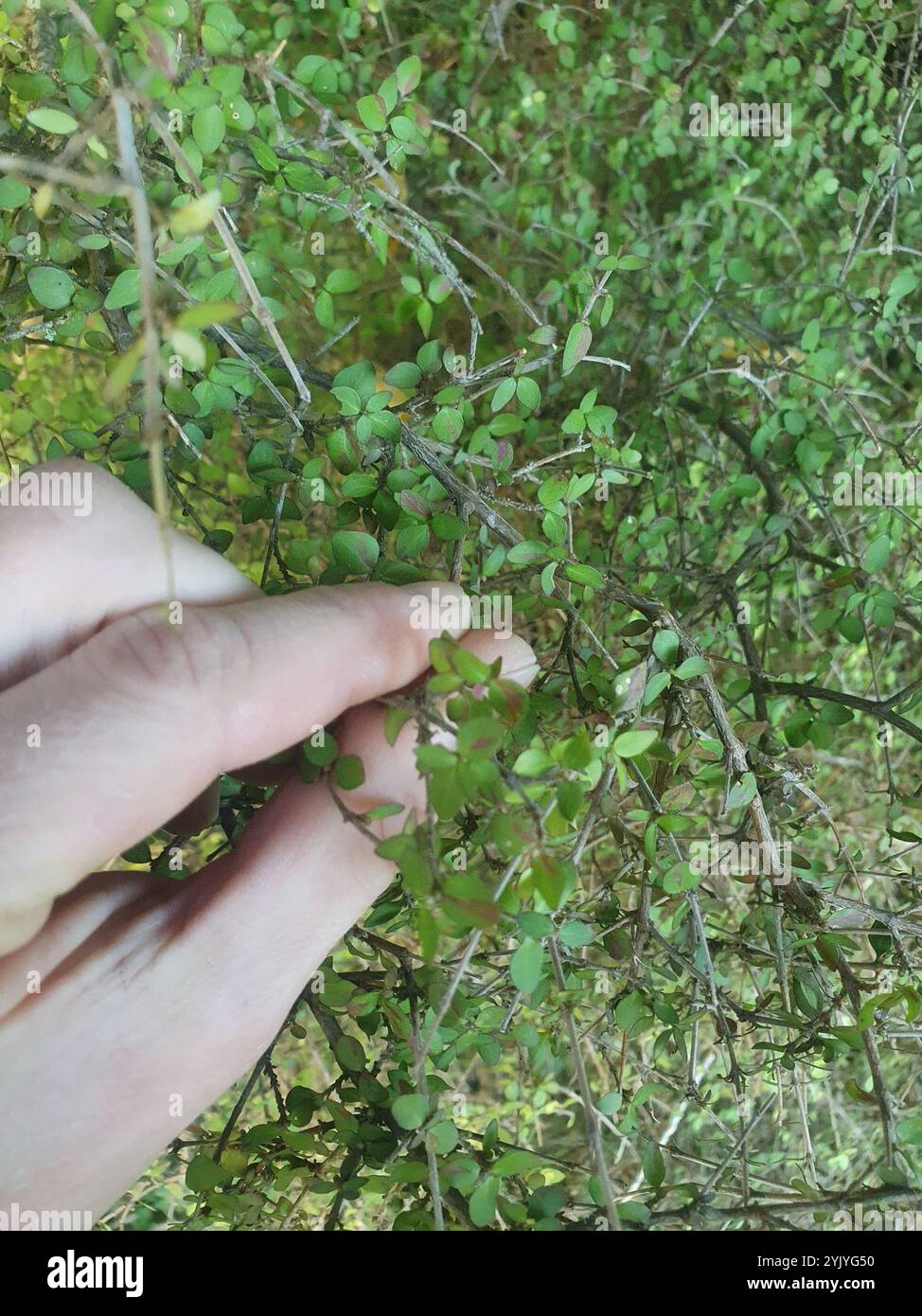 Twiggy coprosma (Coprosma rhamnoides Stock Photo - Alamy