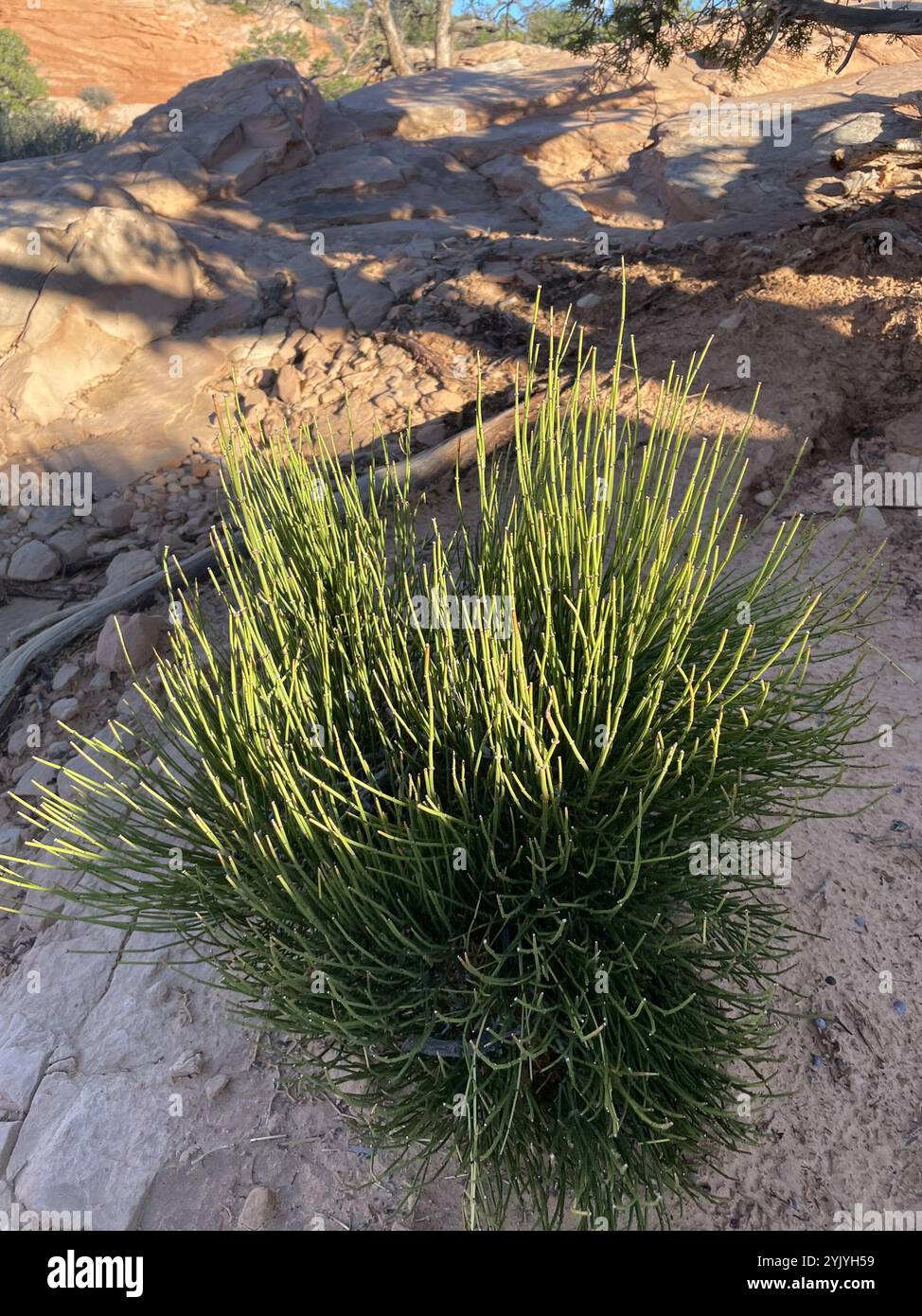 Green Ephedra (Ephedra viridis Stock Photo - Alamy