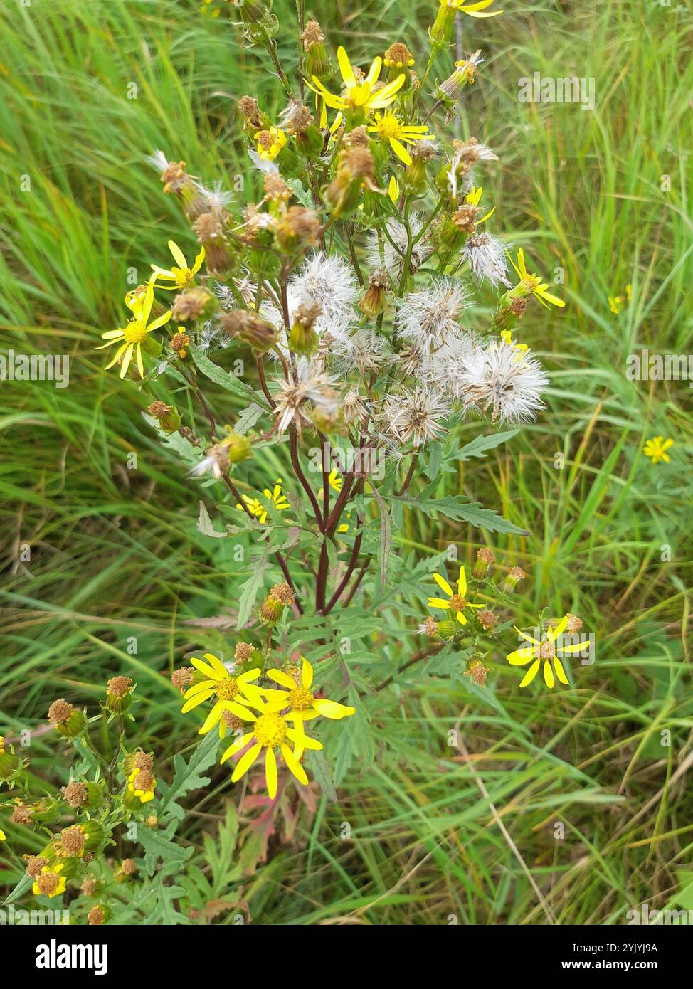 Sheep Ragwort Cut-Leaved Ragwort (Senecio eremophilus Stock Photo - Alamy