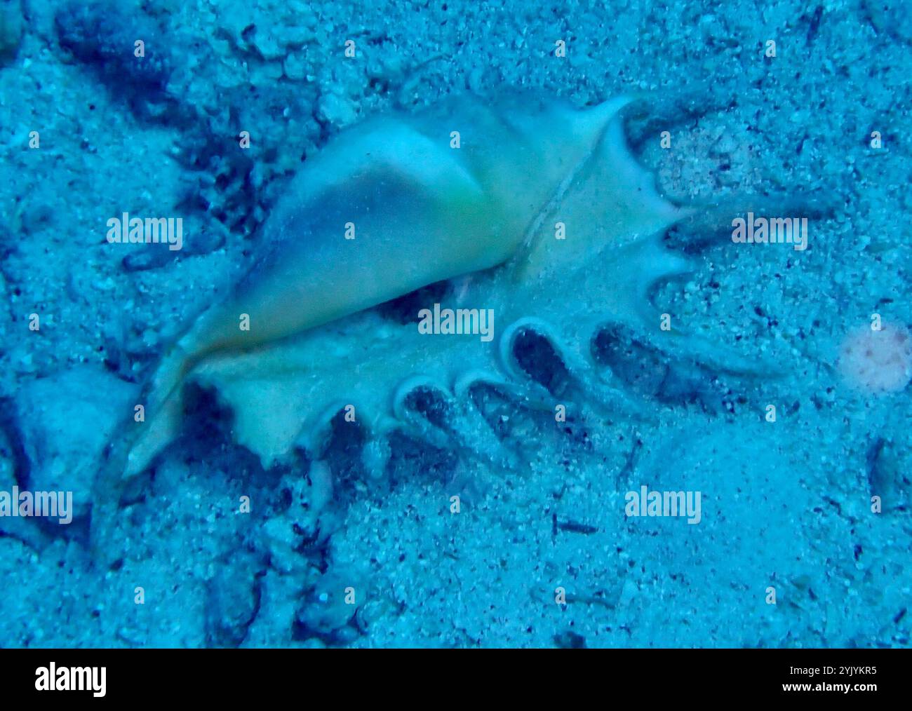 True Conchs (Strombidae Stock Photo - Alamy