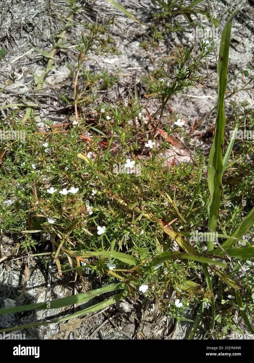 Rust Weed (Polypremum procumbens Stock Photo - Alamy