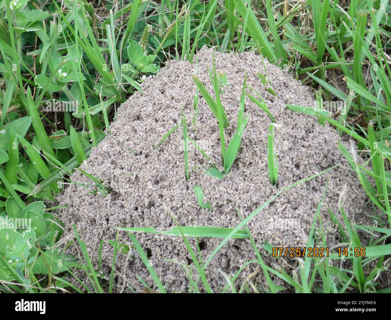 Red Ant Raft Raft Formation By The Red Imported Fire Ant, Solenopsis Invicta – LWHSB