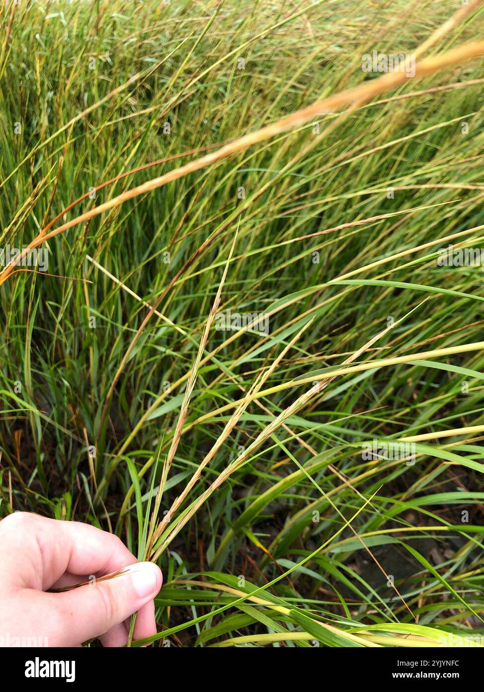 Sand Reed dropseeds, cordgrasses, and sandreeds (Sporobolus Stock Photo - Alamy