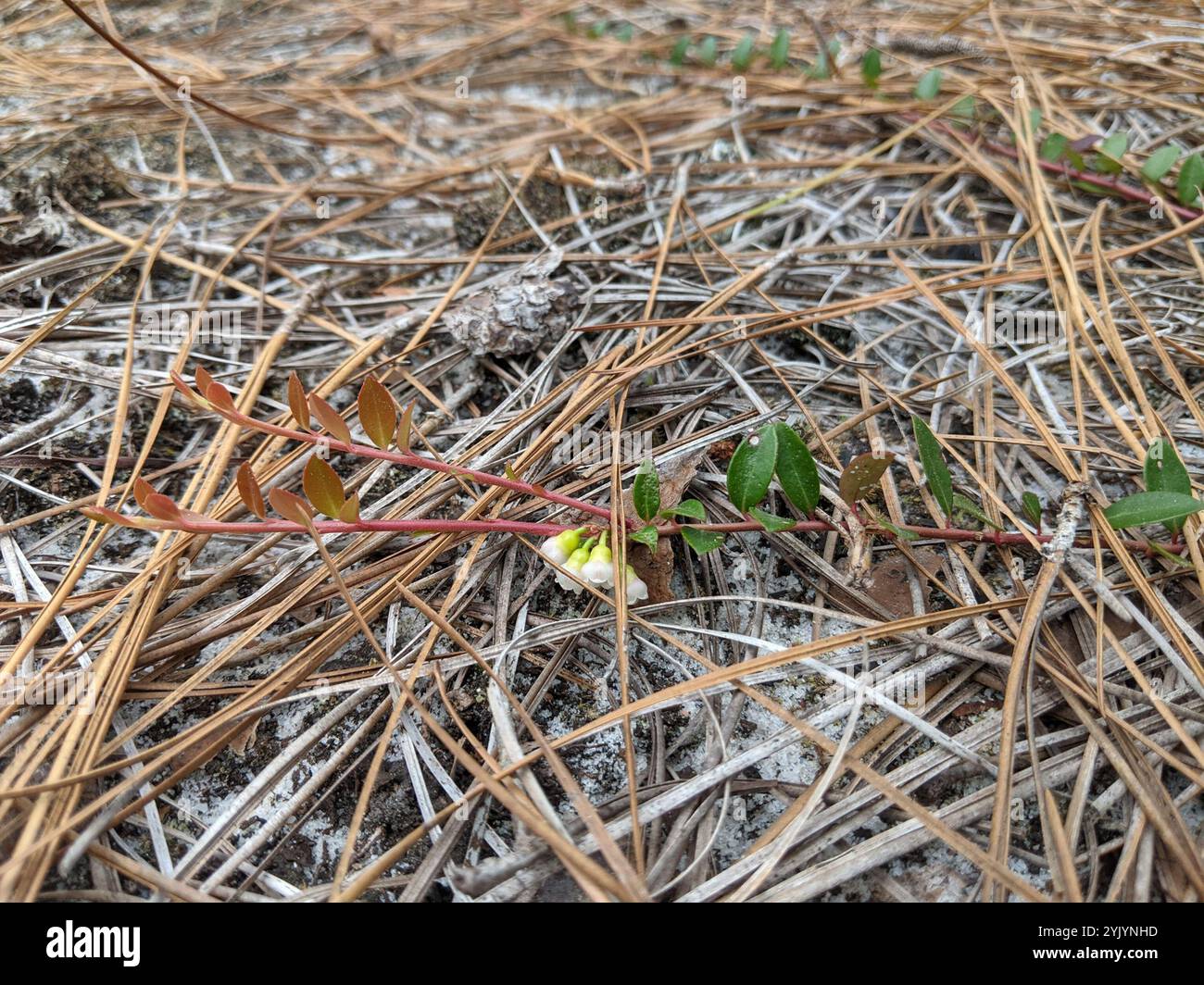 Creeping Blueberry (Vaccinium crassifolium Stock Photo - Alamy