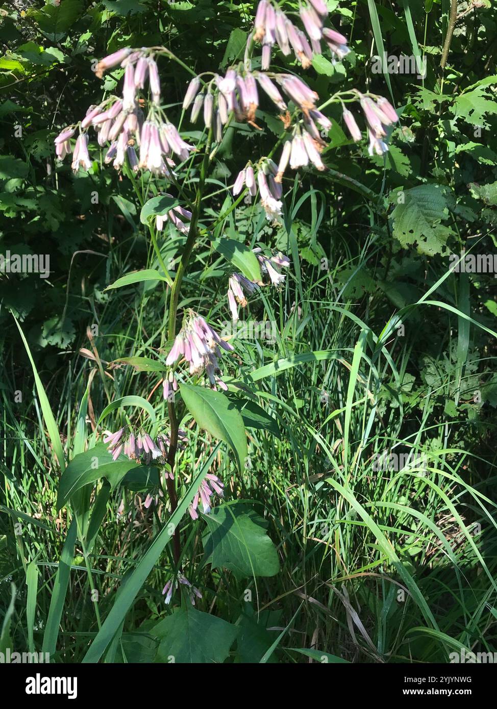 white rattlesnake root (Nabalus albus Stock Photo - Alamy