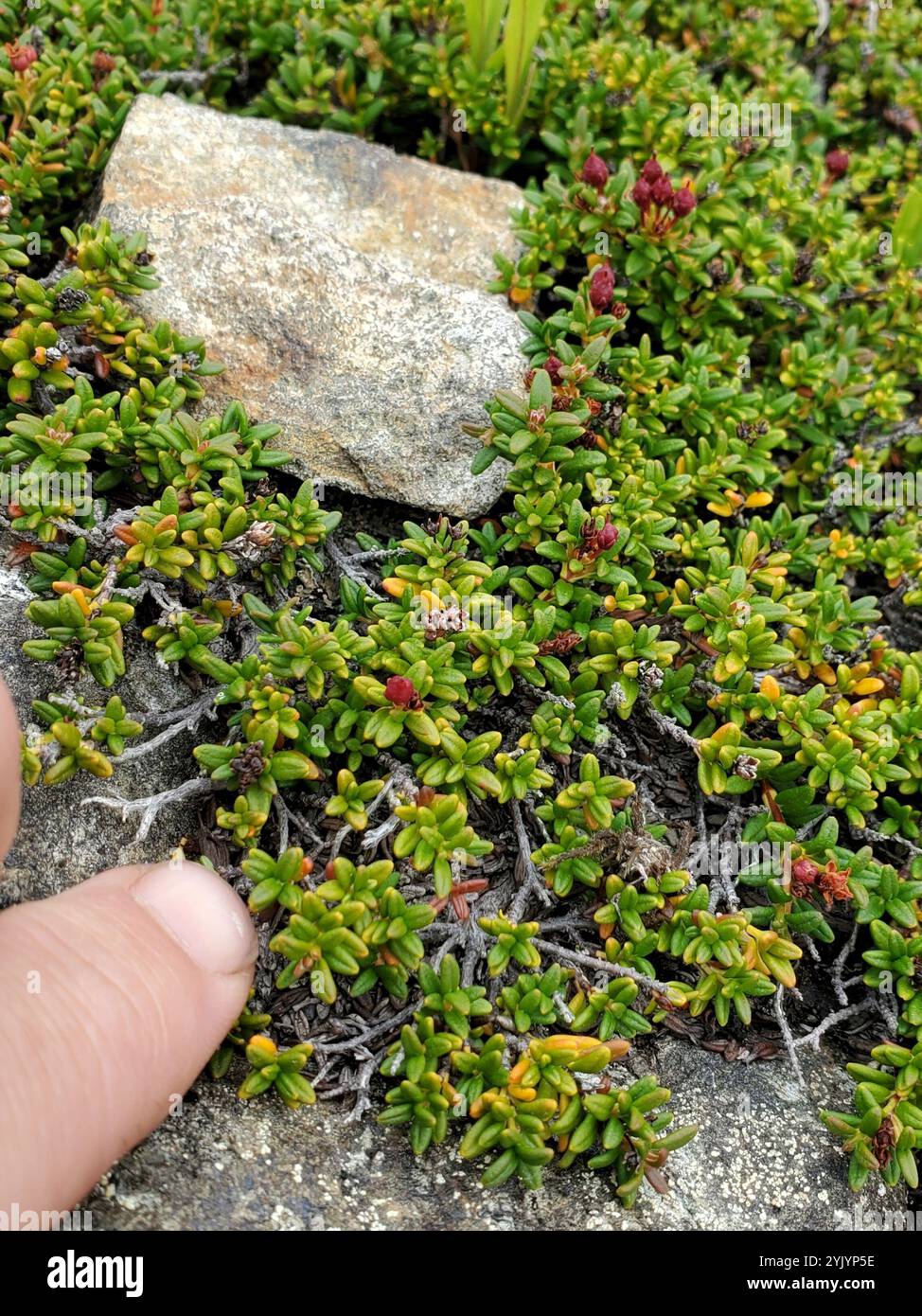 Kalmia procumbens hi-res stock photography and images - Alamy