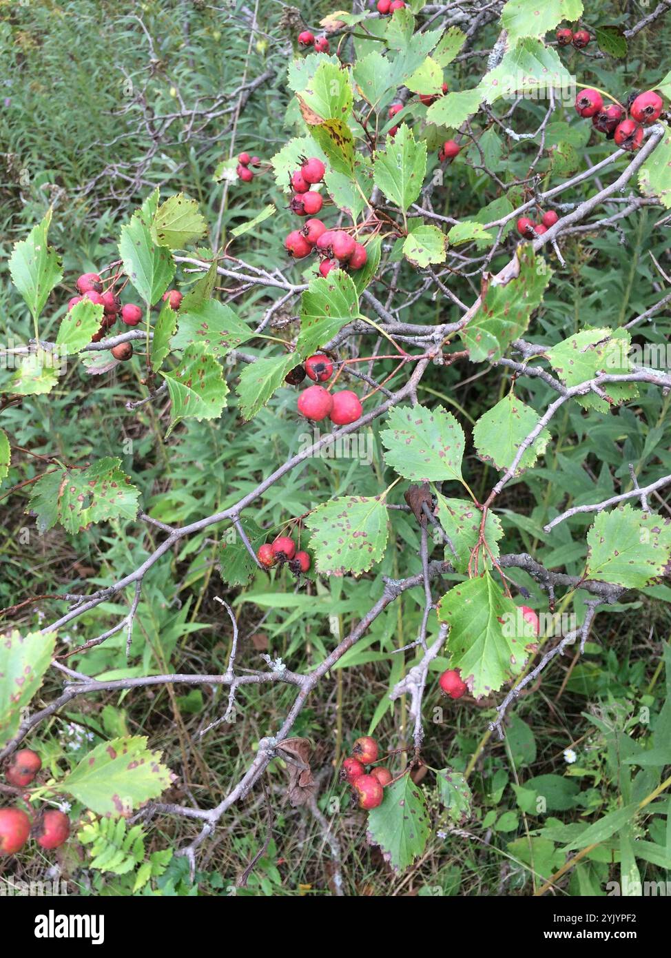 Glabrousfruit Fireberry Hawthorn (Crataegus chrysocarpa phoeniceoides