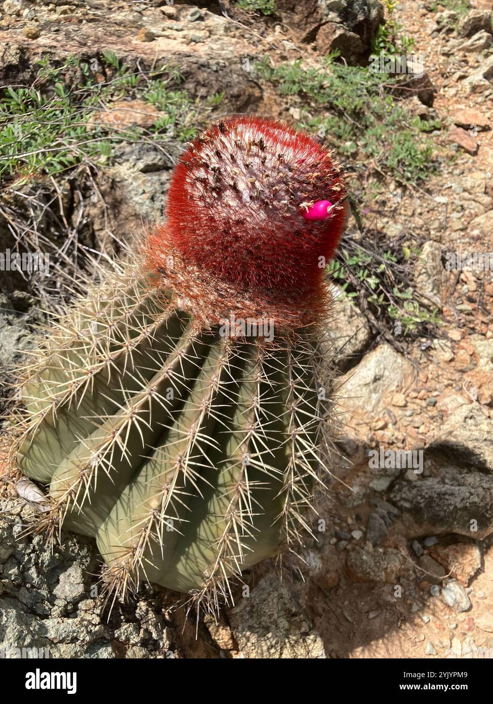 Turk's cap (melocactus intortus) hires stock photography and images
