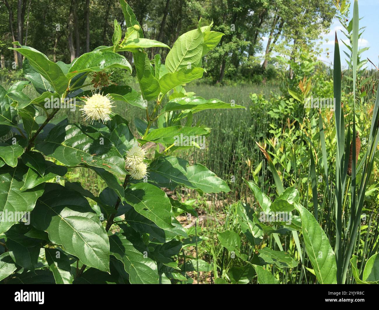 buttonbush (Cephalanthus occidentalis Stock Photo - Alamy