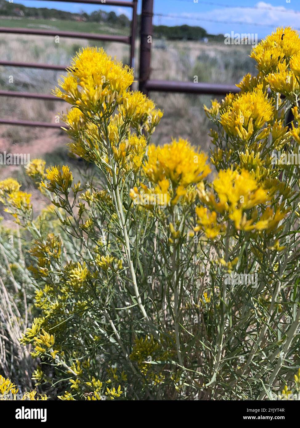 Rubber Rabbitbrush (Ericameria nauseosa Stock Photo - Alamy