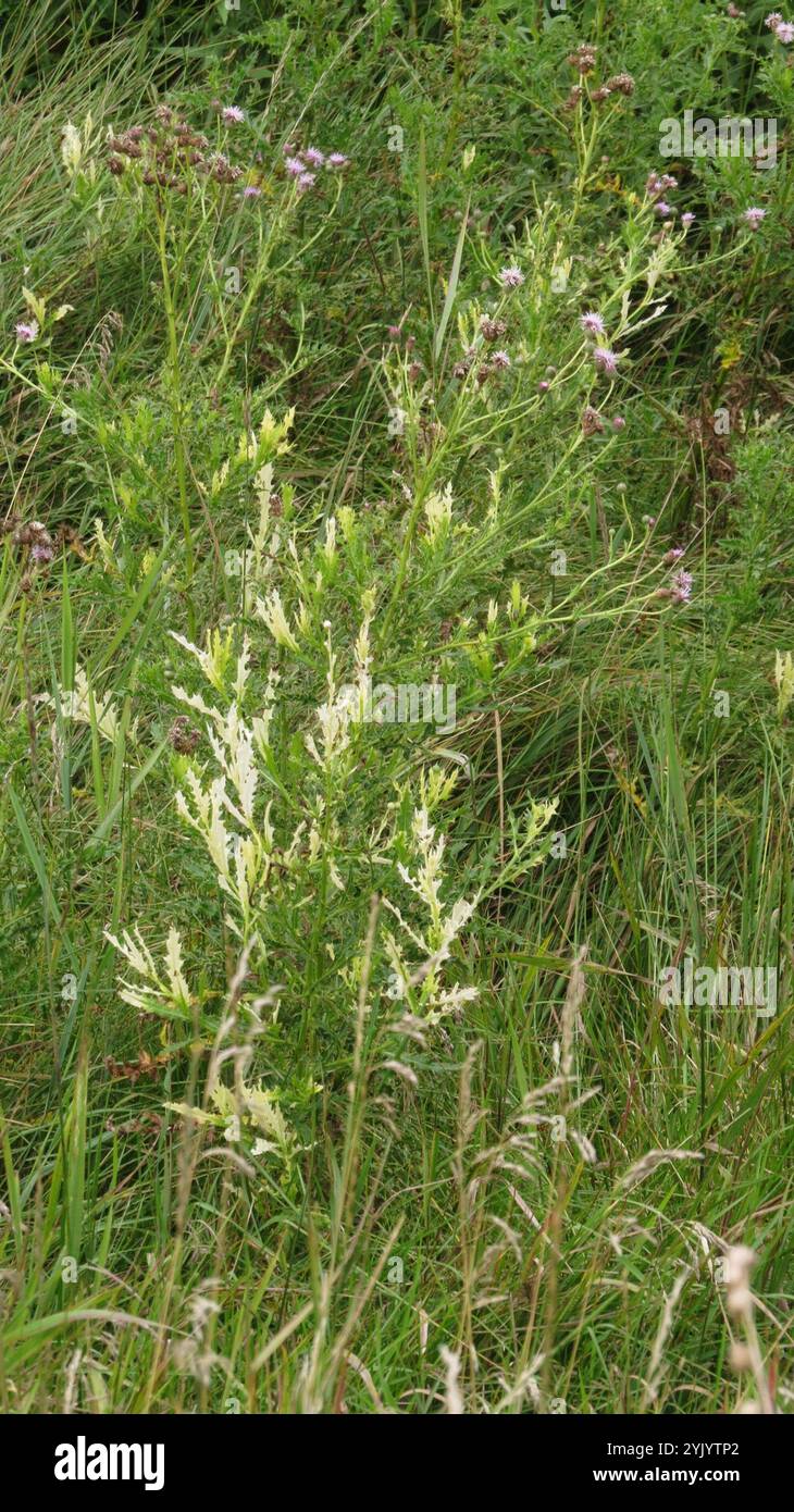Bacterial Speck (Pseudomonas syringae Stock Photo - Alamy