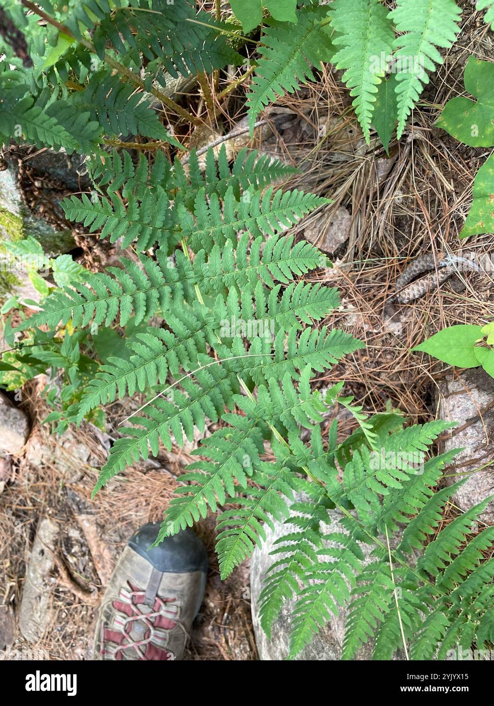 marginal wood fern (Dryopteris marginalis Stock Photo - Alamy
