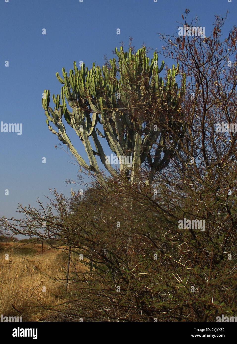Mukonde Tree Common Tree Euphorbia (Euphorbia ingens Stock Photo - Alamy