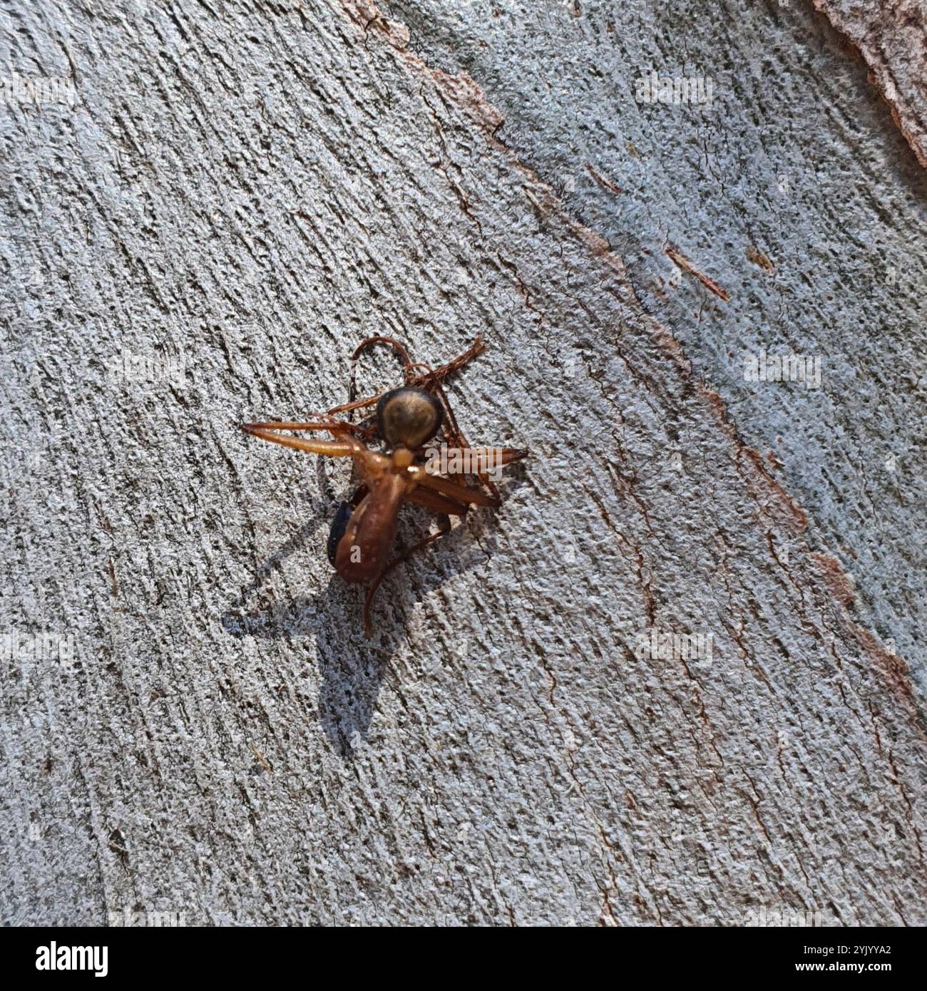 Banded Sugar Ant (Camponotus consobrinus Stock Photo - Alamy