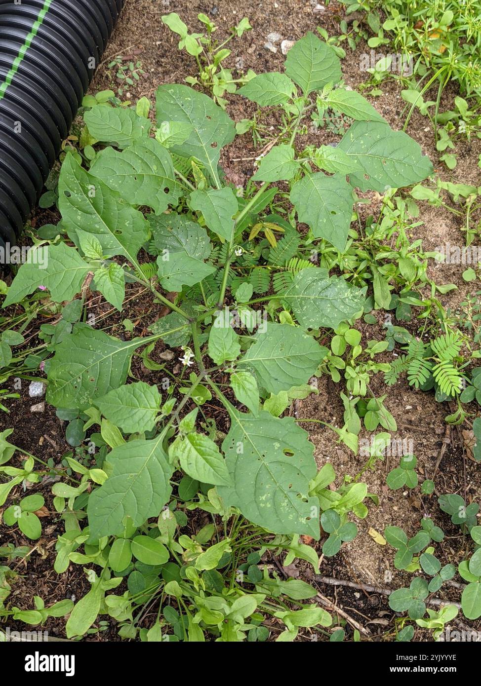 Black Nightshade Complex (Solanum nigrum Stock Photo - Alamy