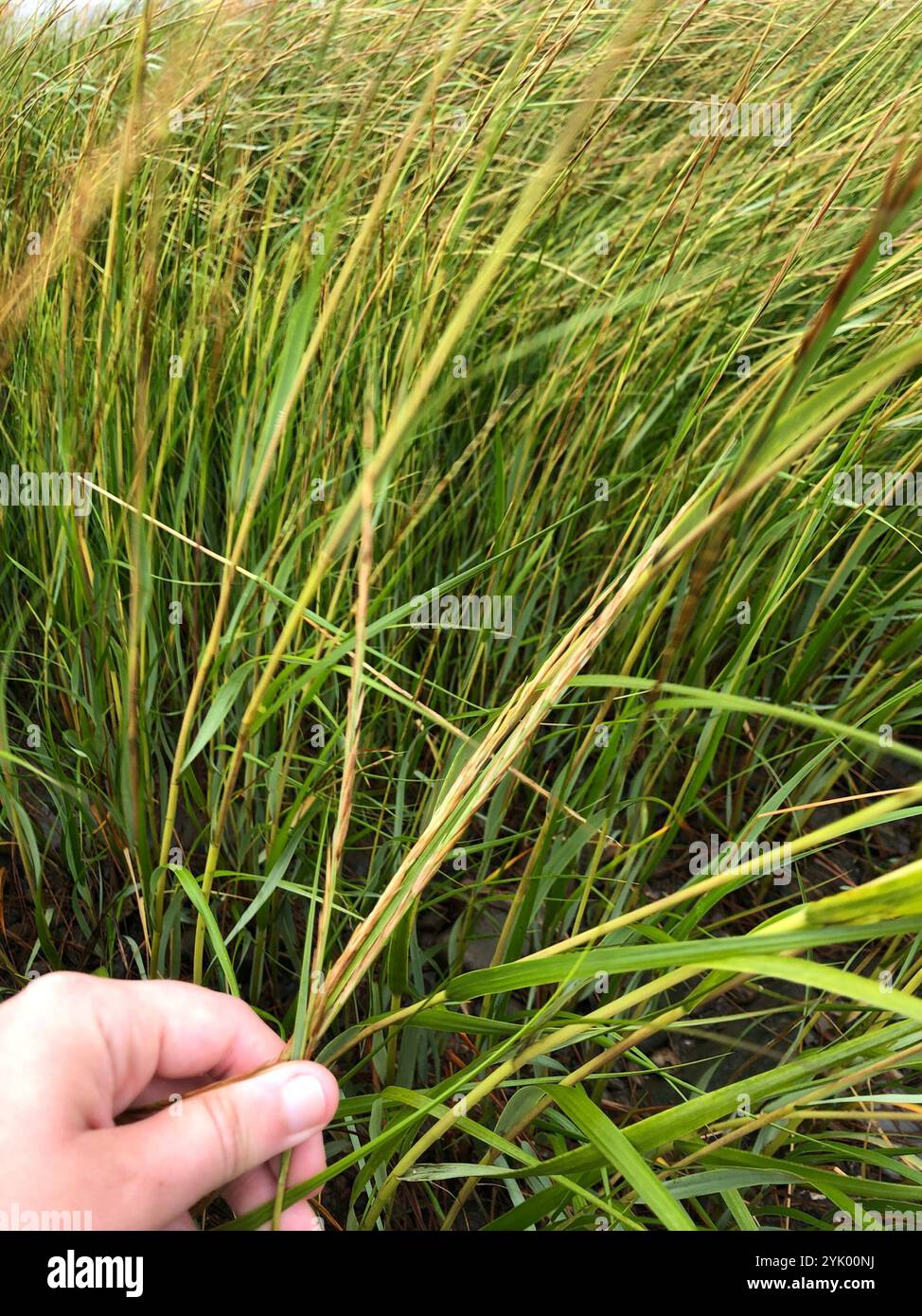 Sand Reed dropseeds, cordgrasses, and sandreeds (Sporobolus Stock Photo - Alamy