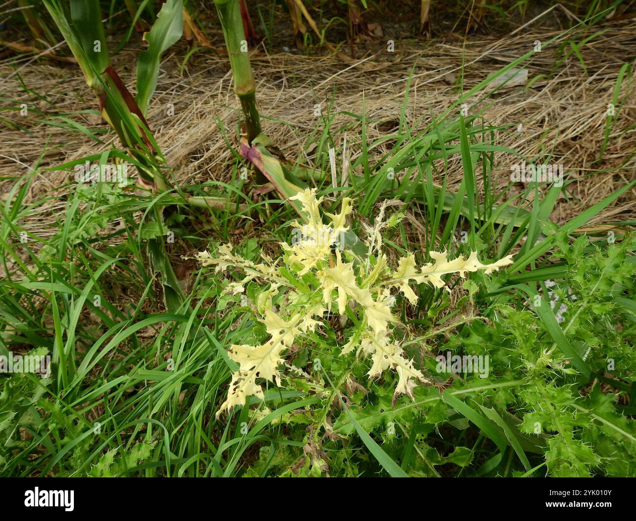 Bacterial Speck (Pseudomonas syringae Stock Photo - Alamy